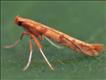 0282 (15.004) Caloptilia elongella